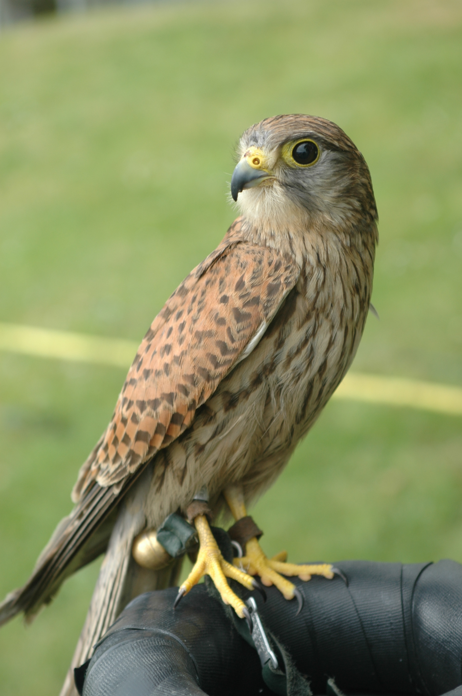 Turmfalke